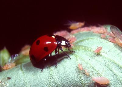 Ladybug