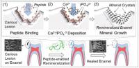 Biomimetic Tooth Repair (Schematic)