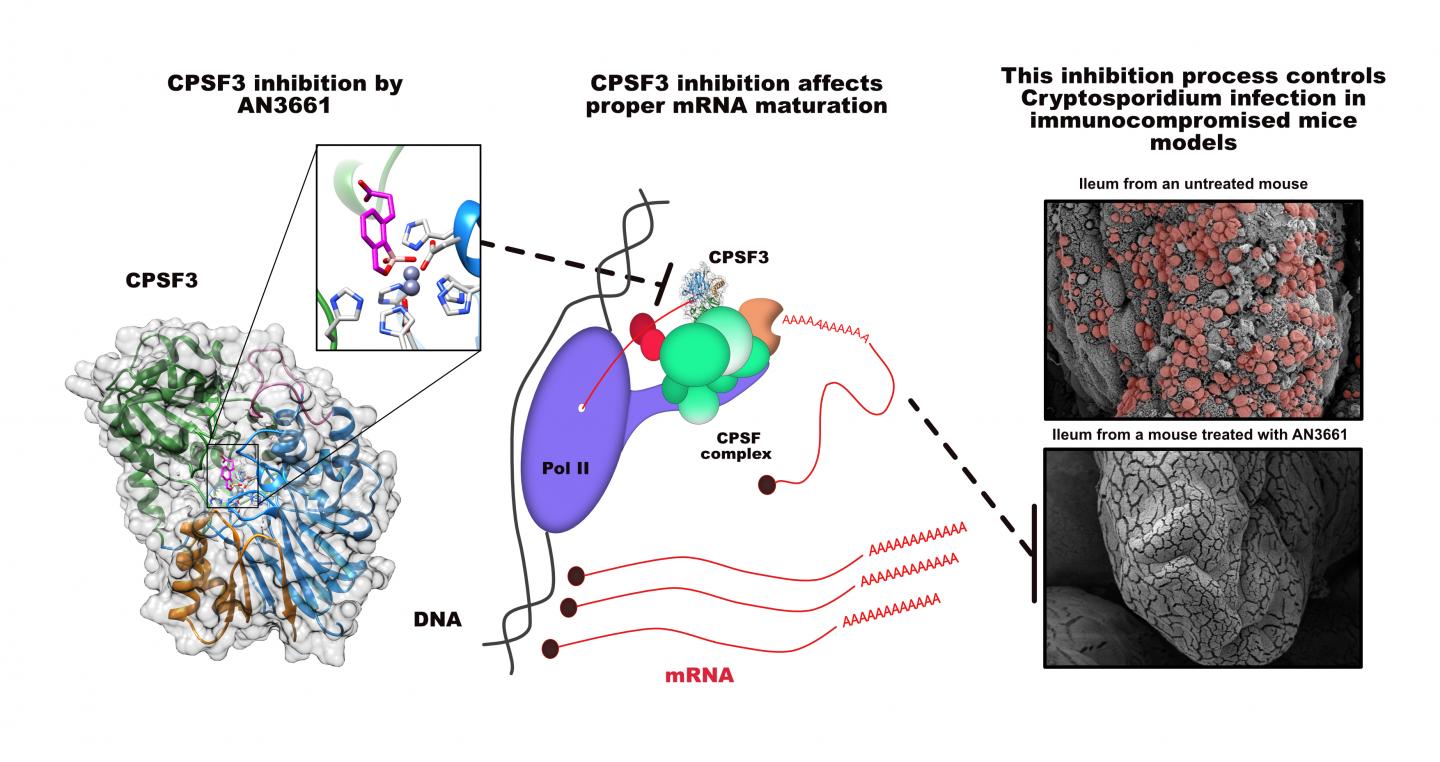 Anti-Parasite Compound Controls Cryptosporidium Infection in Mice (4 of 4)