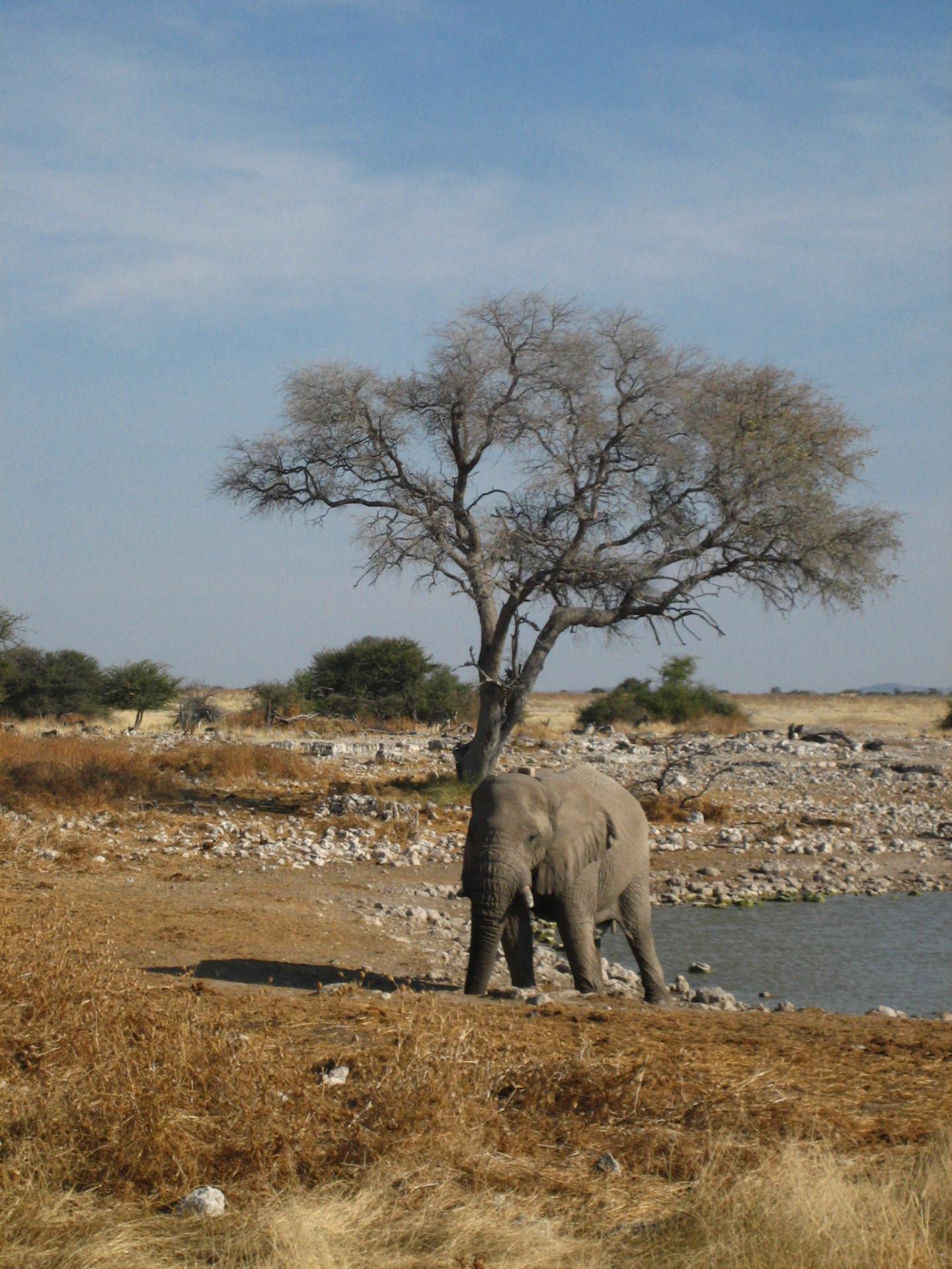 Elephant