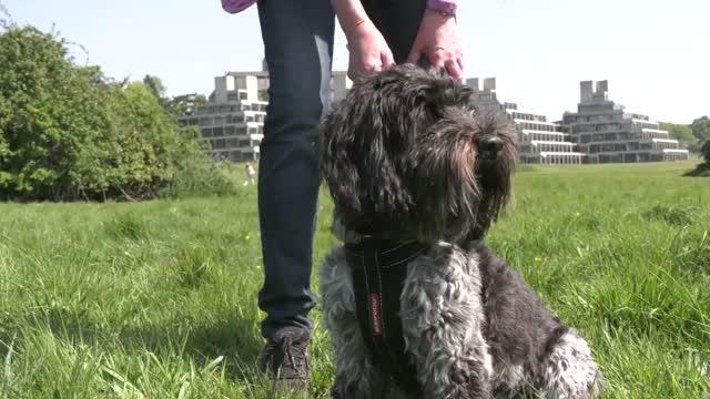 Professor Andy Jones, UEA, on Study into Benefits of Dog Ownership on Physical Activity