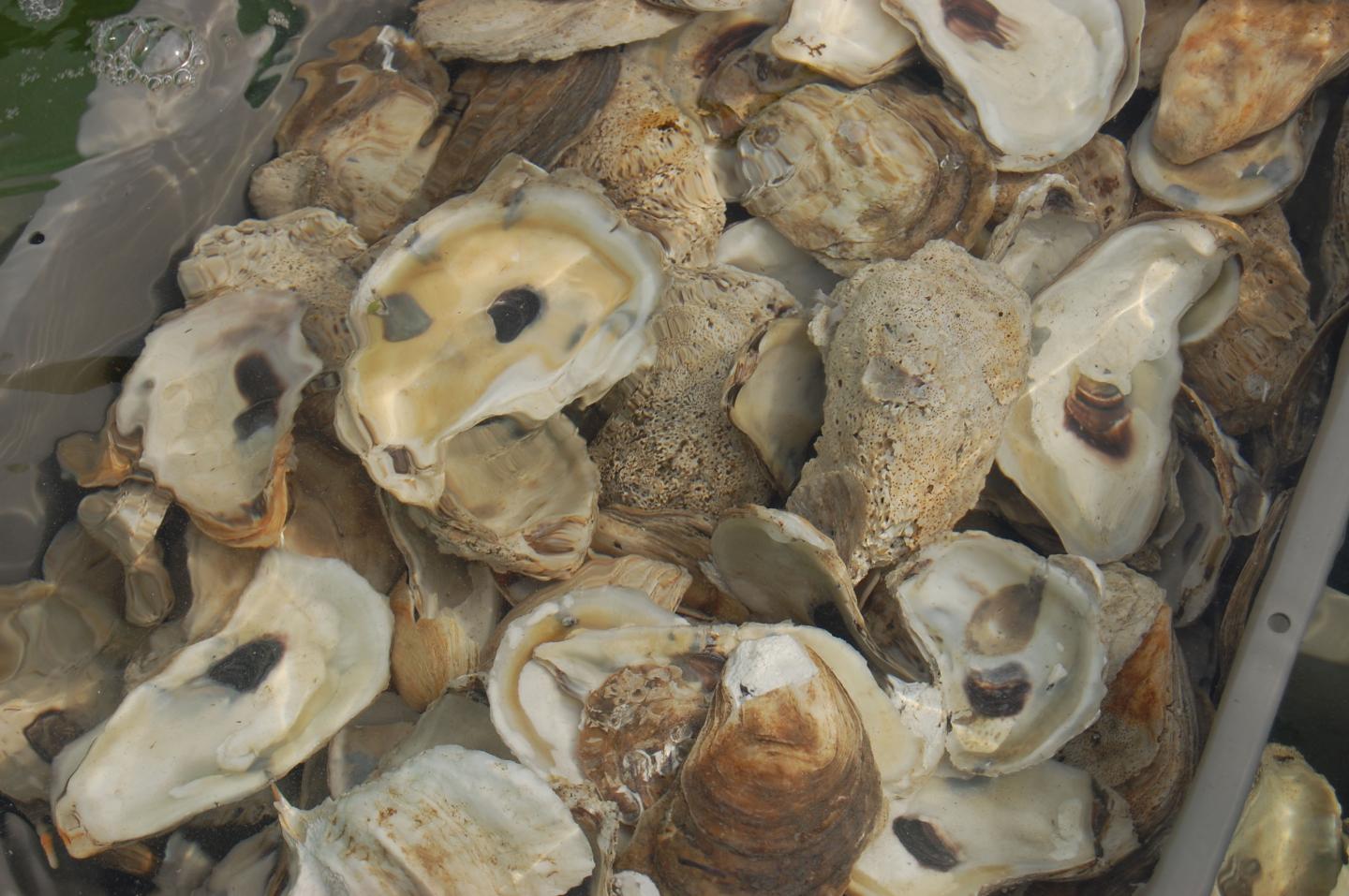 Oysters