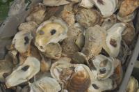 Oysters