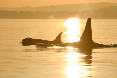 Killer Whales (1 of 2)
