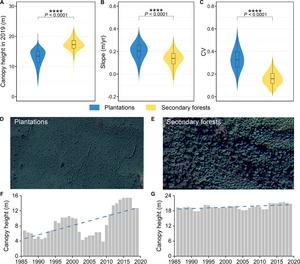 Changes in plantations and secondary forests.