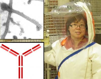 Surviving Ebola Infection (1 of 2)