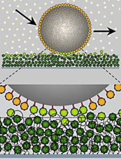Import Protein Coated Molecule