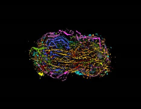 Anaphase Cell Movie