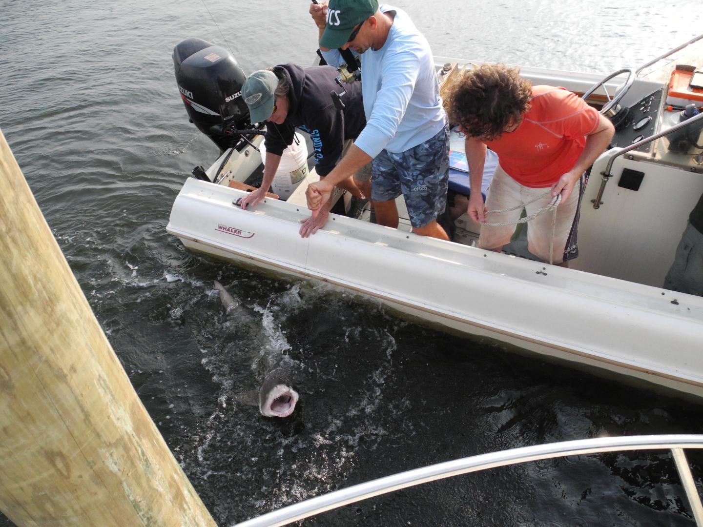 Researchers and Sand Tiger Shark