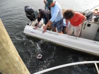 Researchers and Sand Tiger Shark