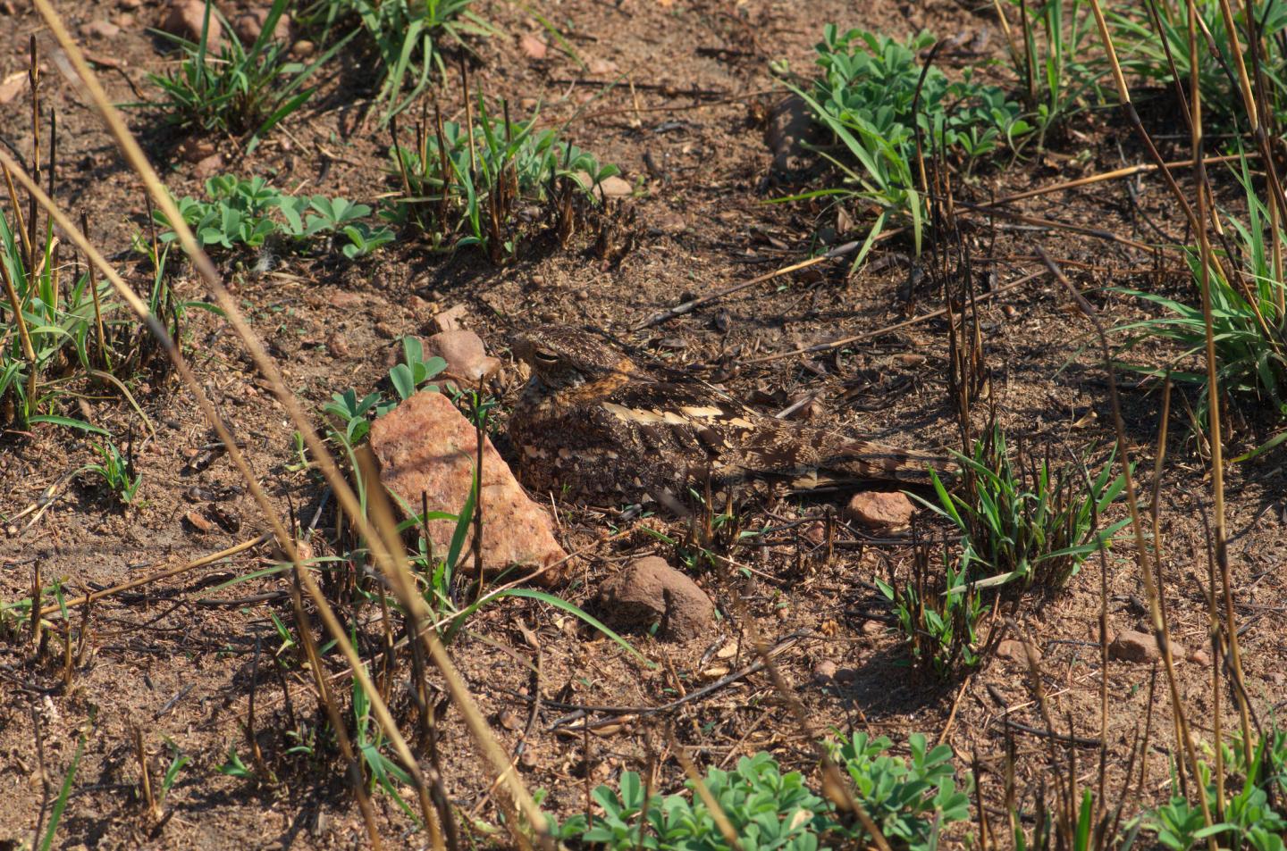 Nightjar (2 of 2)