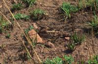 Nightjar (2 of 2)