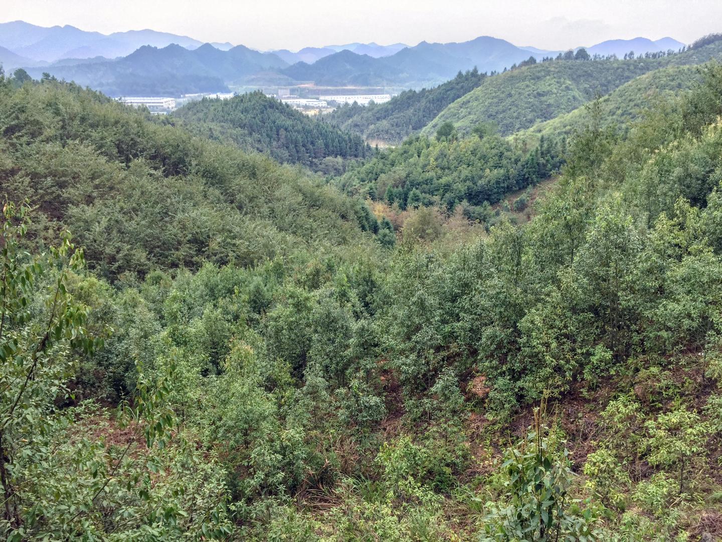 BEF-China