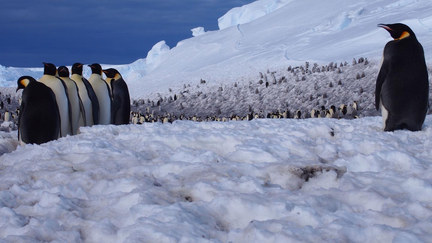 Emperor Penguins (1 of 2)