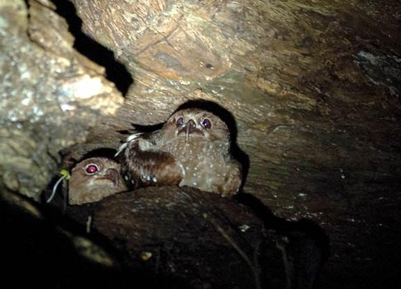 Nesting Oilbirds