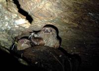 Nesting Oilbirds