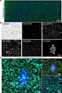 Next-generation biliary niche-on-a-chip models can be fully characterised using an antibody stripping-based mIF protocol.
