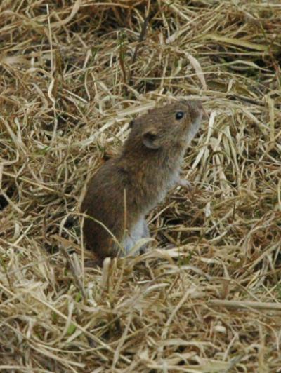 Continent-Wide Look at Vole Populations (5 of 9)