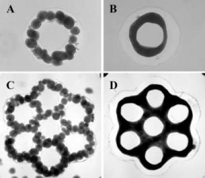 Microtissues and Molds