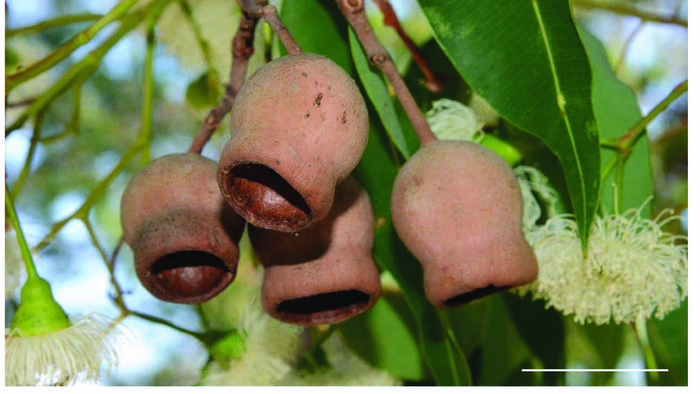On the Origins of Toughness in Corymbia calophylla (Marri Tree) Nuts