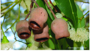 On the Origins of Toughness in Corymbia calophylla (Marri Tree) Nuts