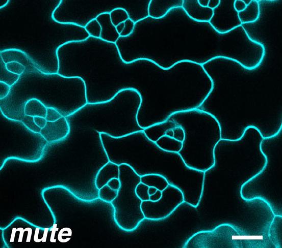 Without MUTE, Plants Don't Develop Stomata