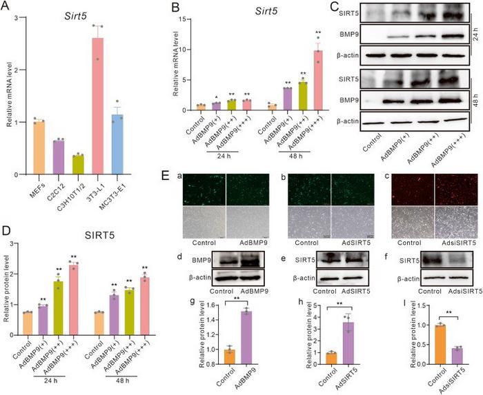 Effects of BMP9 on SIRT5 expression in mesenchymal stem cells.