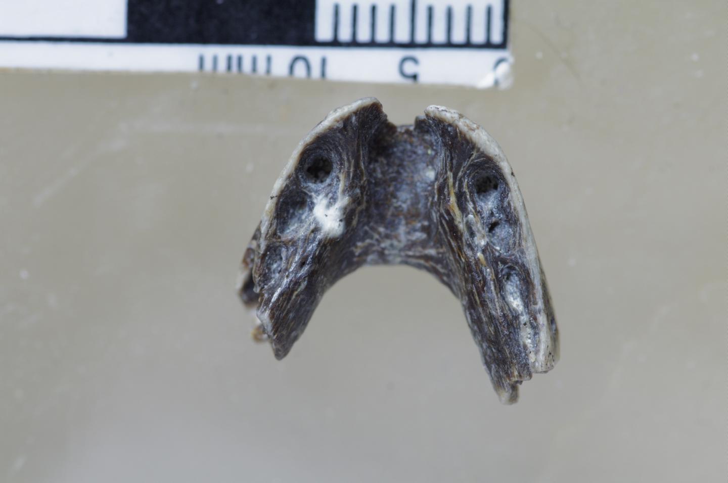 Dorsal View of <i>Caenagnathasia sp.</i> Dentary.