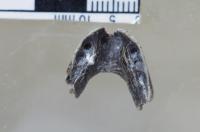 Dorsal View of <i>Caenagnathasia sp.</i> Dentary.