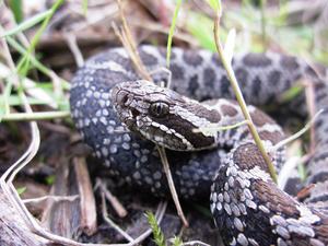 Eastern Massasauga