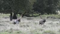 Two Male Fallow Deer in Competition