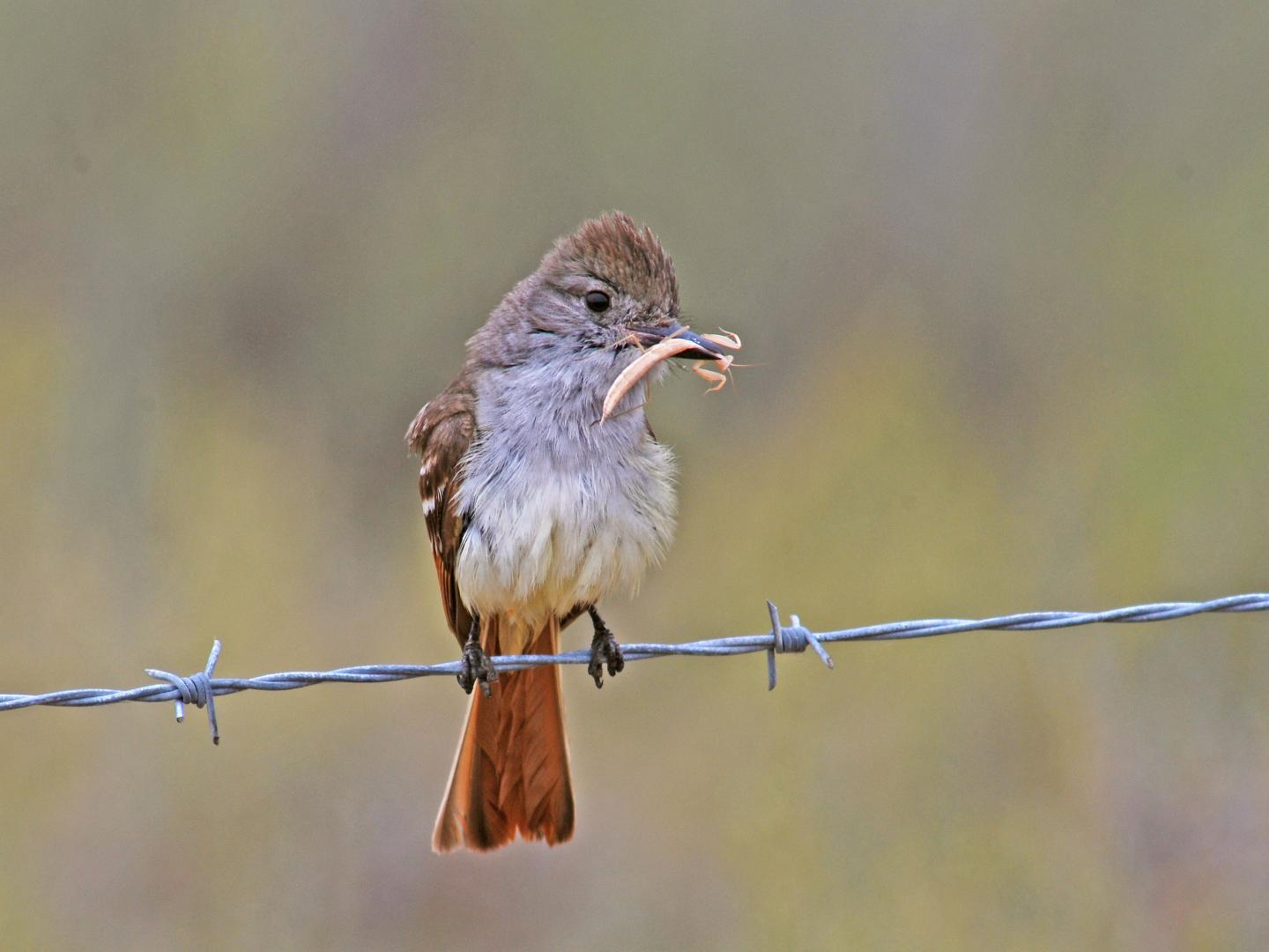 Ash-Throated Flycatcher