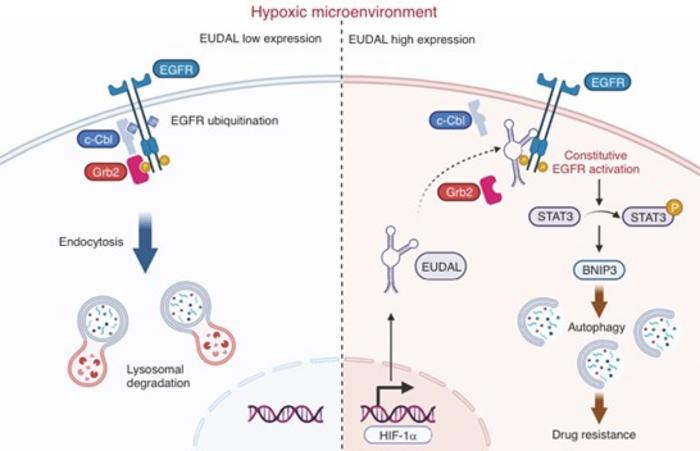 EUDAL Shields EGFR to Drive Drug Resistance in Oral Cancer