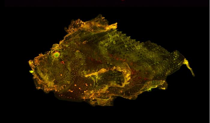 Leaf scorpionfish