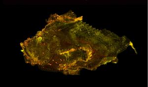 Leaf scorpionfish