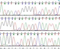 Nucleotide Differences