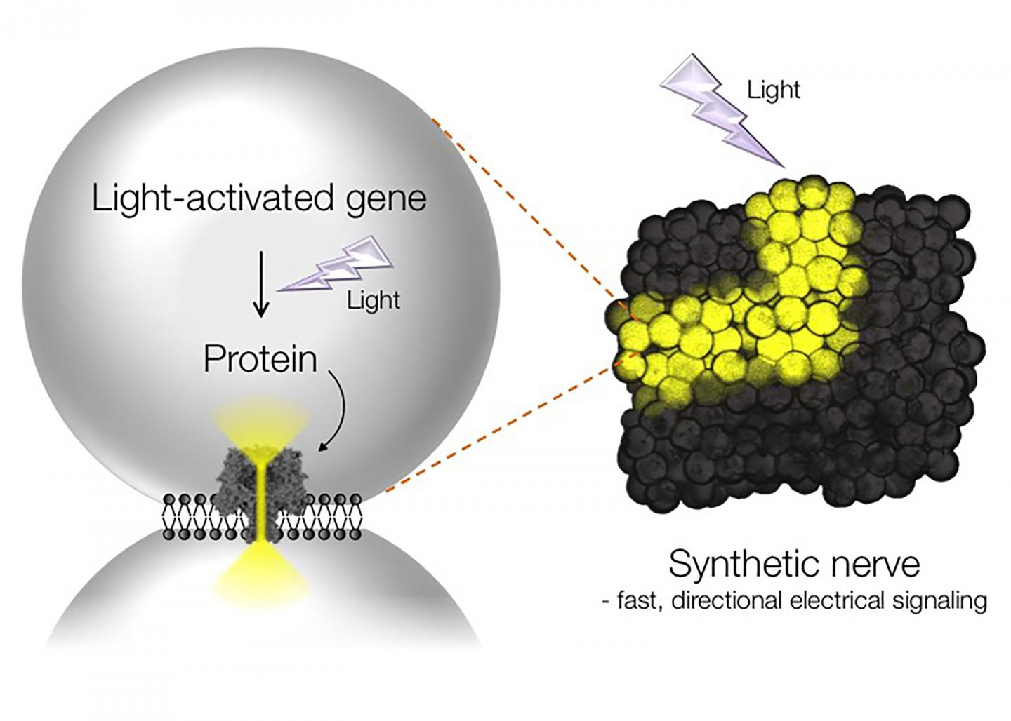 Light-Activated Communication in Synthetic Tissues