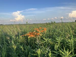 Butterfly milkweed at Prospect Prairie