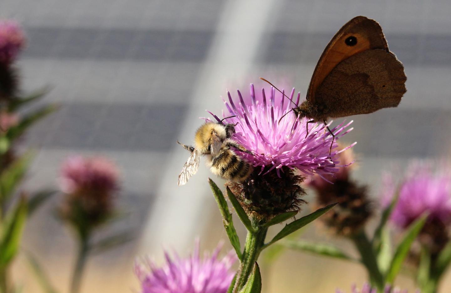 Pollinators