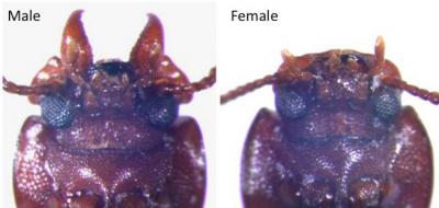 Horned Flour Beetles