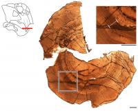 Thin-section Antarctic Lystrosaurus