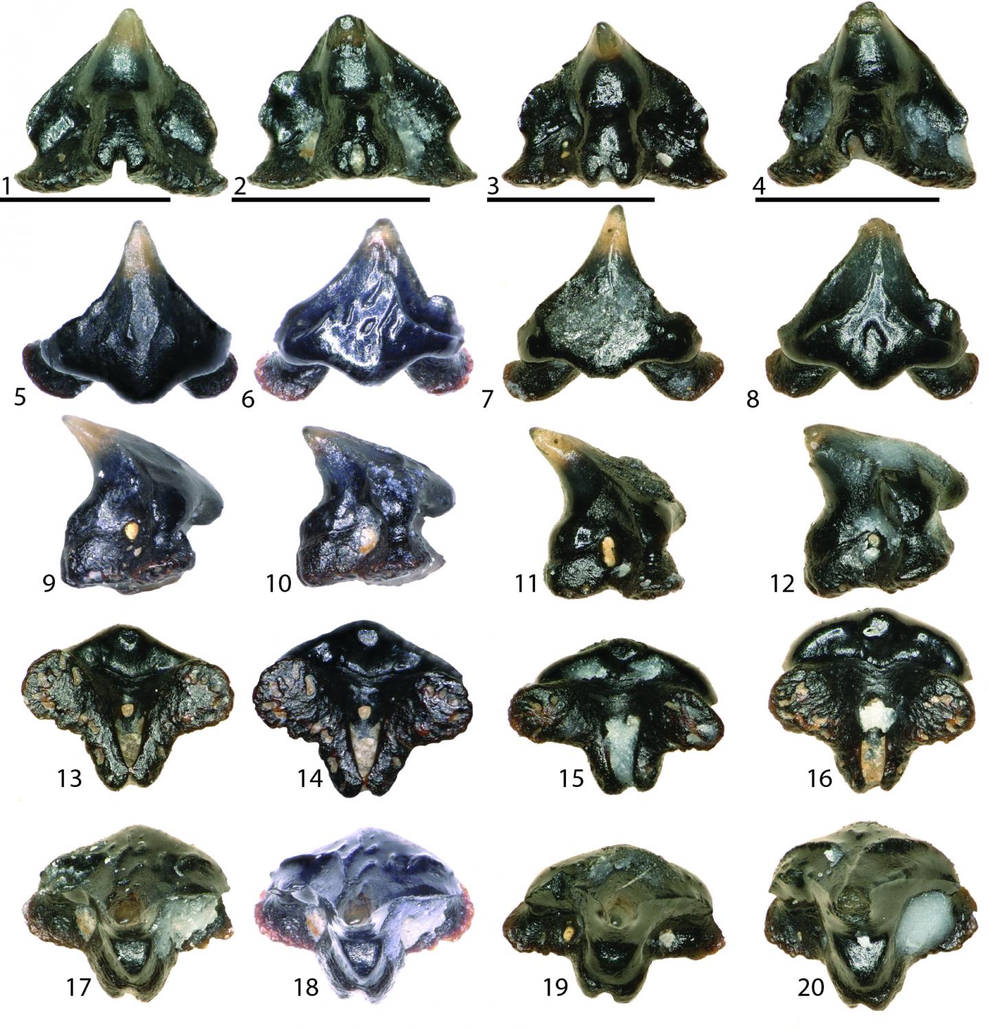 Galagadon Teeth