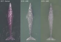 Emaciated whales