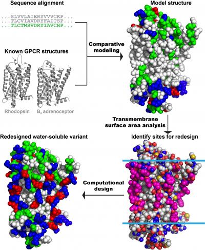Computationally Designing a Mu Opiod Receptor Variant