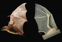 Bat Meets Robat