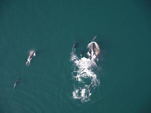 Dolphin with a pod of northern resident killer whales.