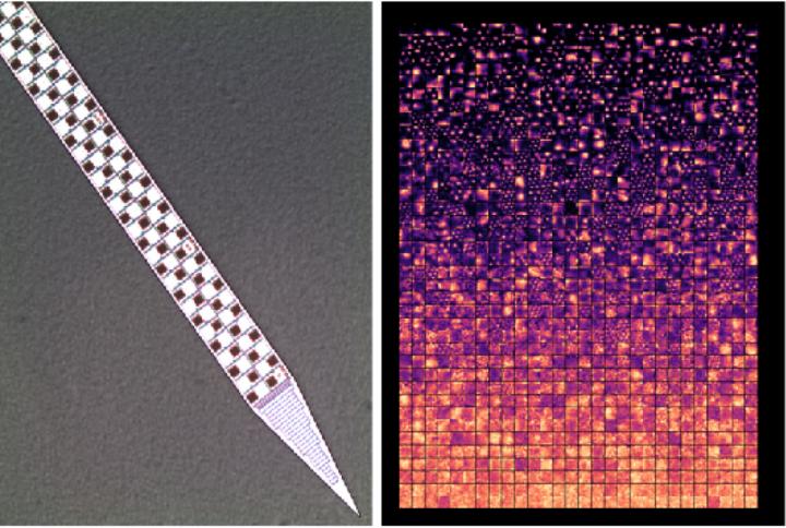 New tools allow breakthroughs in neurobiology