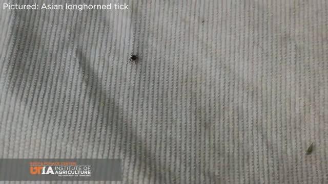 Checking Cattle for Ticks