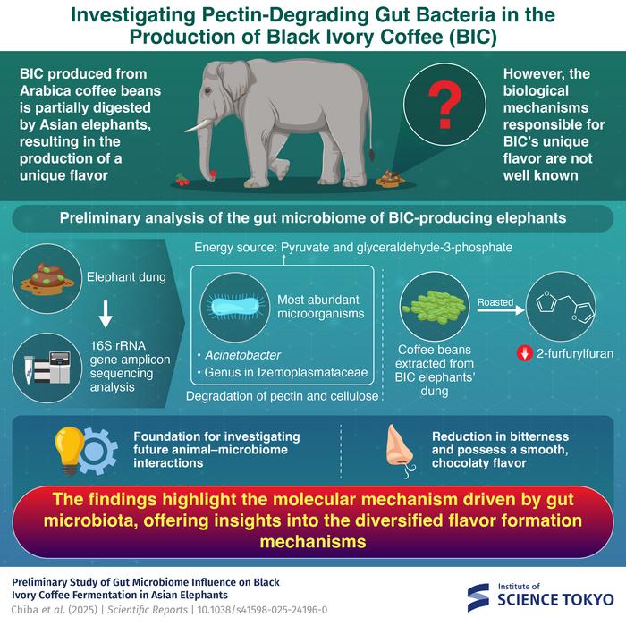 Investigating Pectin-Degrading Gut Bacteria in the Production of Black Ivory Coffee (BIC)