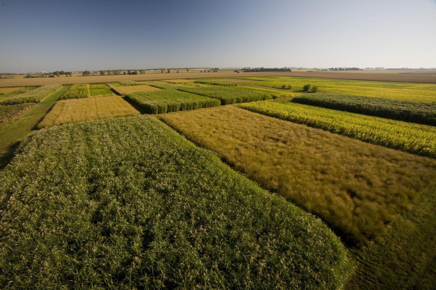 Miscanthus at University of Illinois